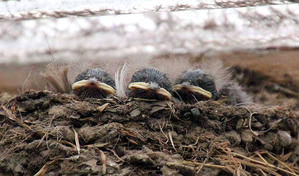swallow chicks swallow chicks